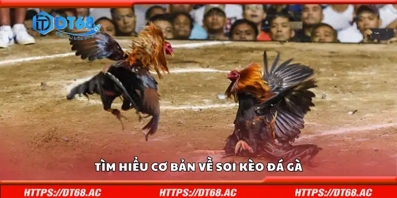 Vài nét cơ bản về soi kèo đá gà