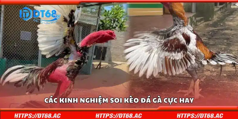 Chia sẻ kinh nghiệm soi kèo đá gà cực hay